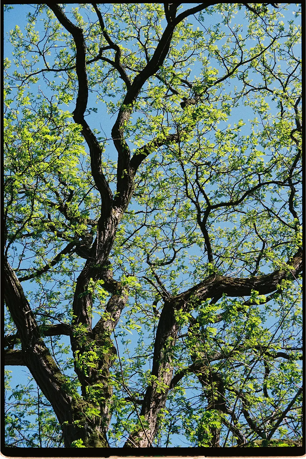 Description of photo 3